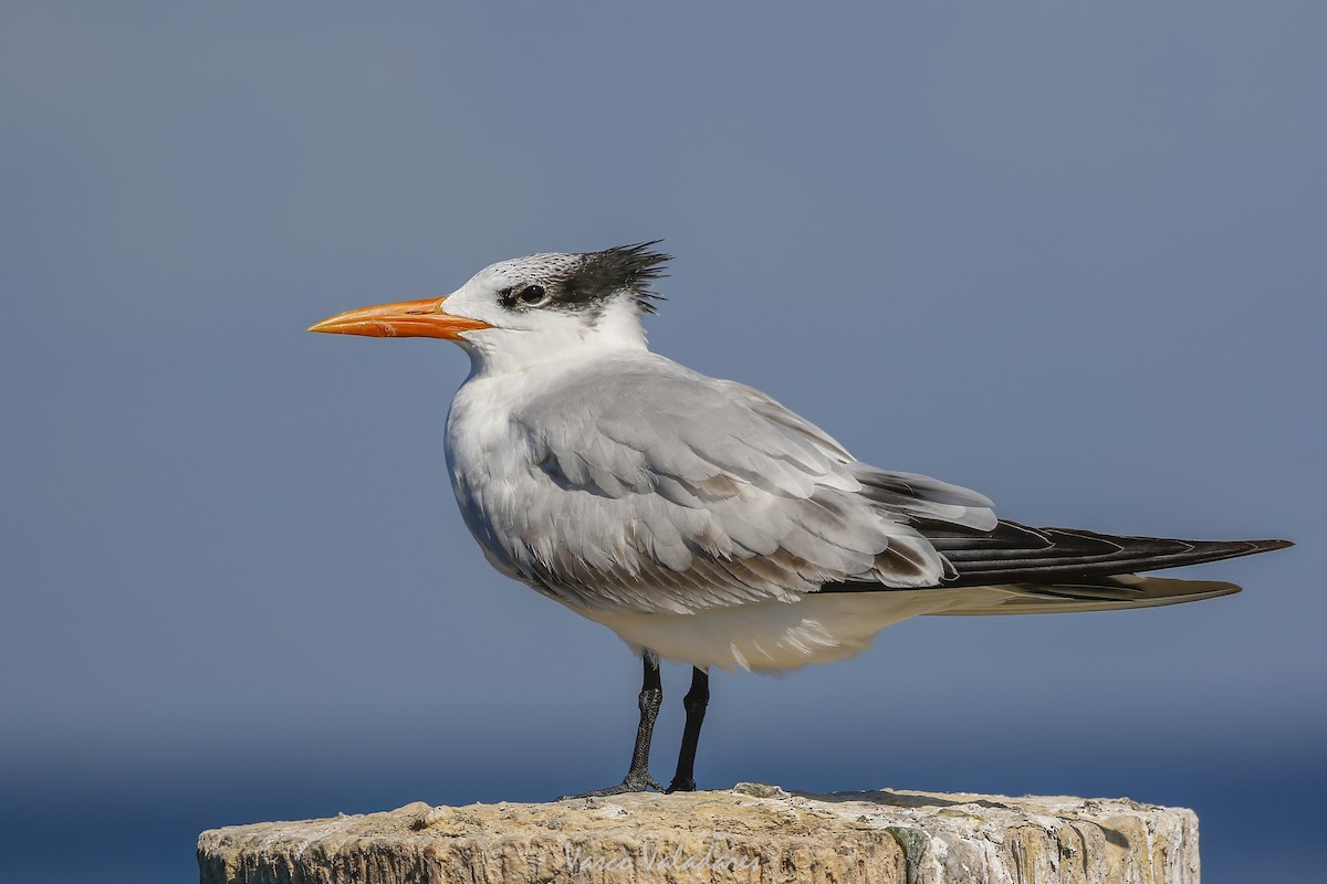 Royal Tern - ML647749904