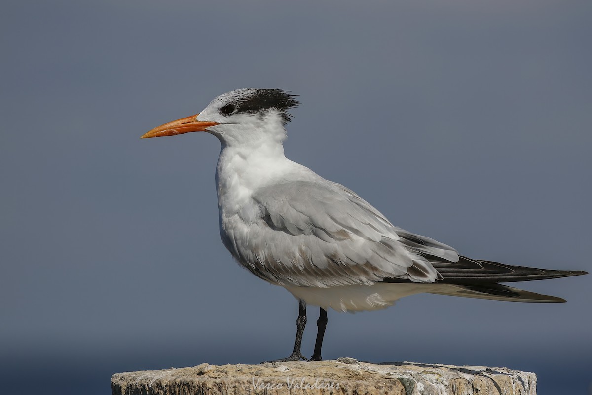 Royal Tern - ML647749905