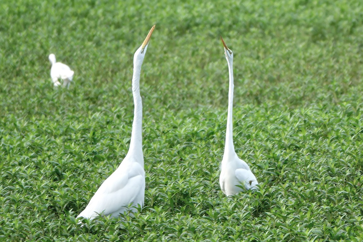 Great Egret - ML647749906