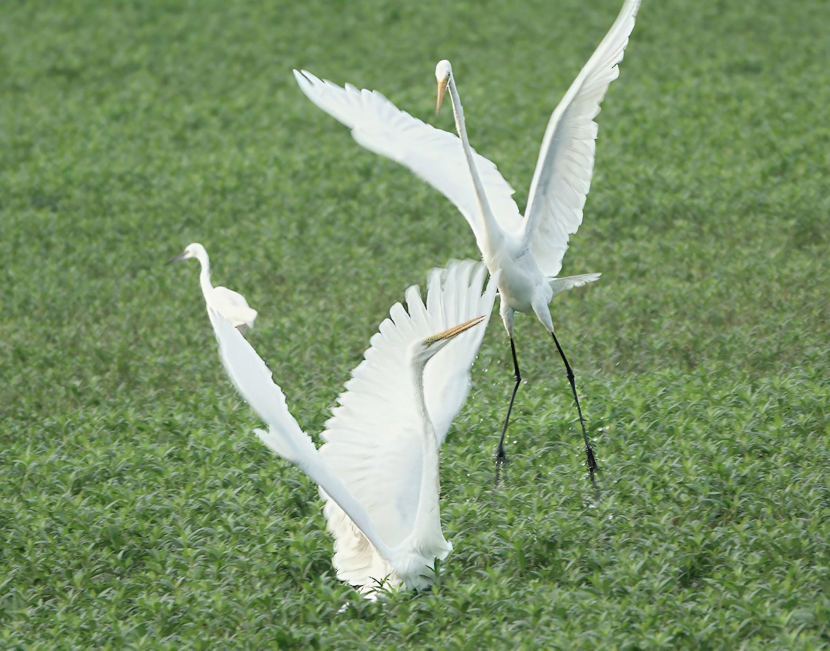 Great Egret - ML647749911