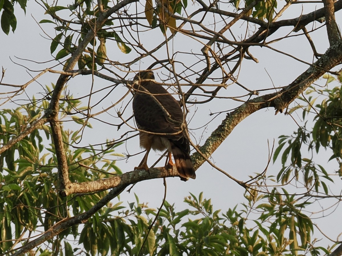 Roadside Hawk - ML647749912