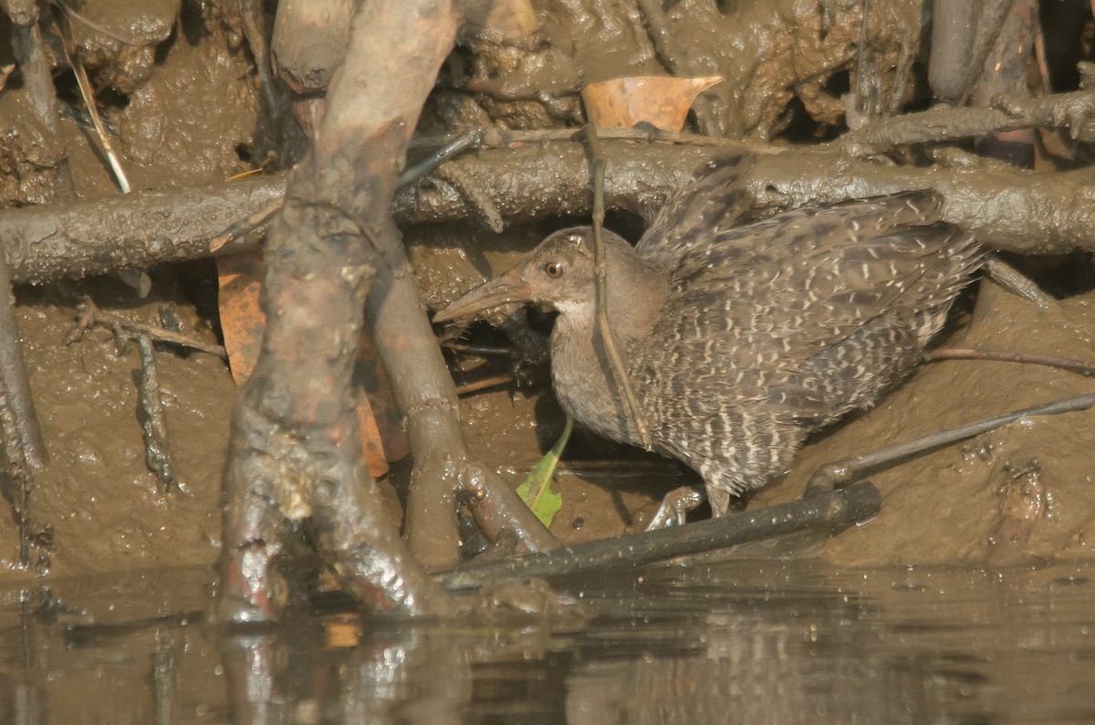Slaty-breasted Rail - ML647749913