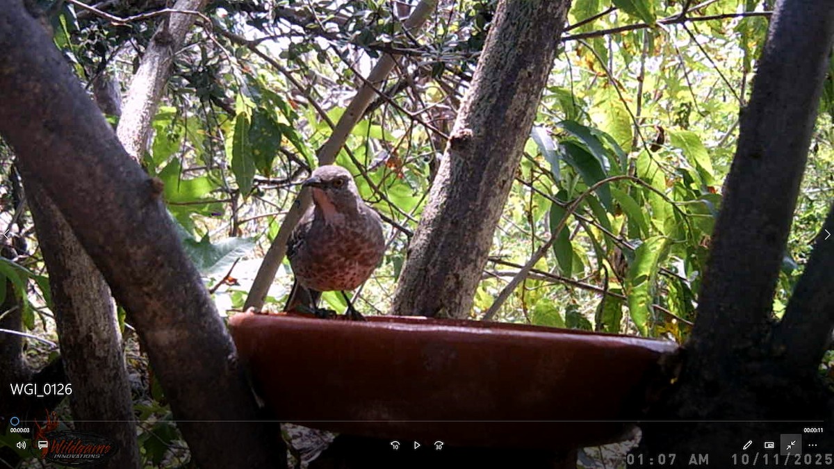 Curve-billed Thrasher - ML647749914