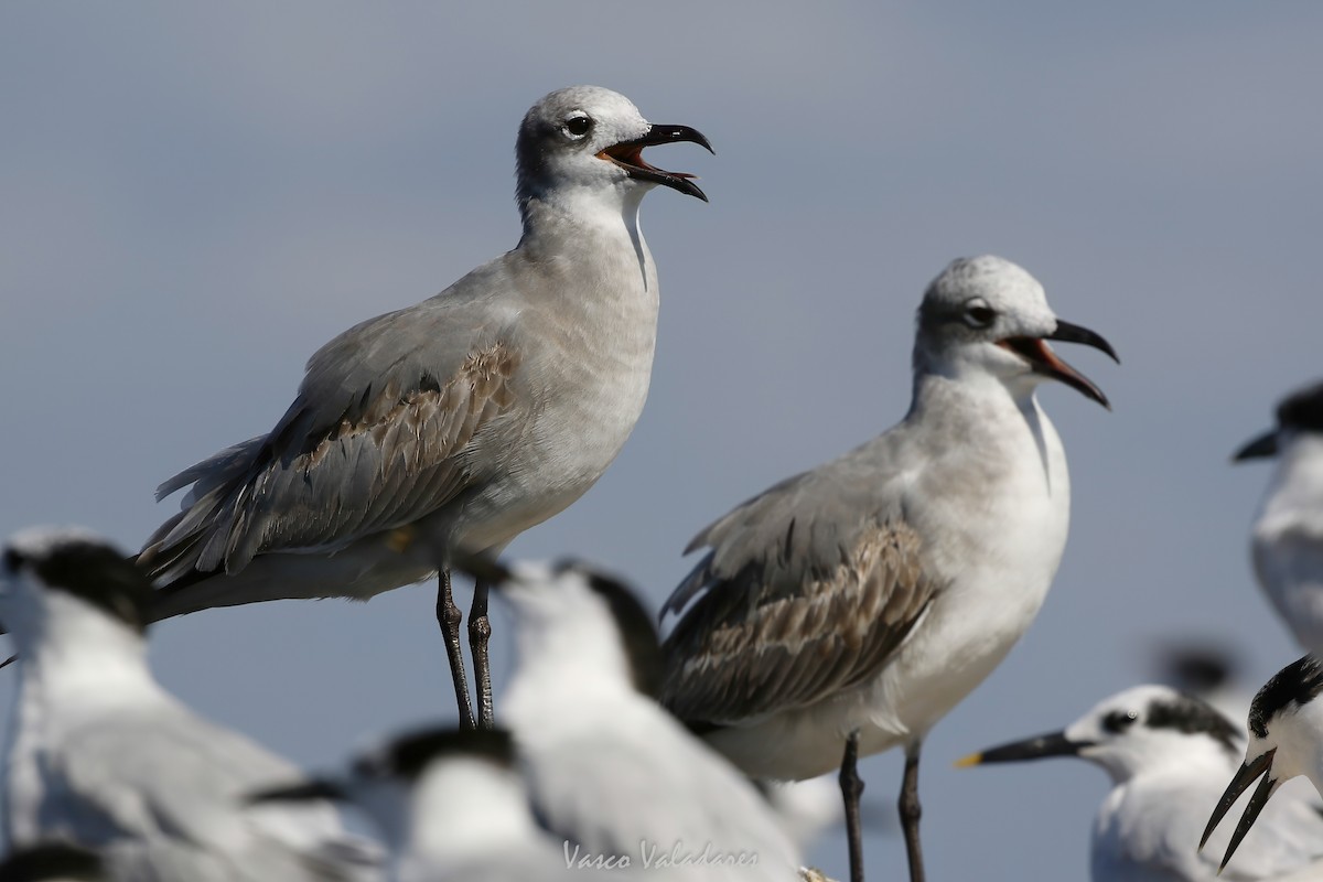 Laughing Gull - ML647749915