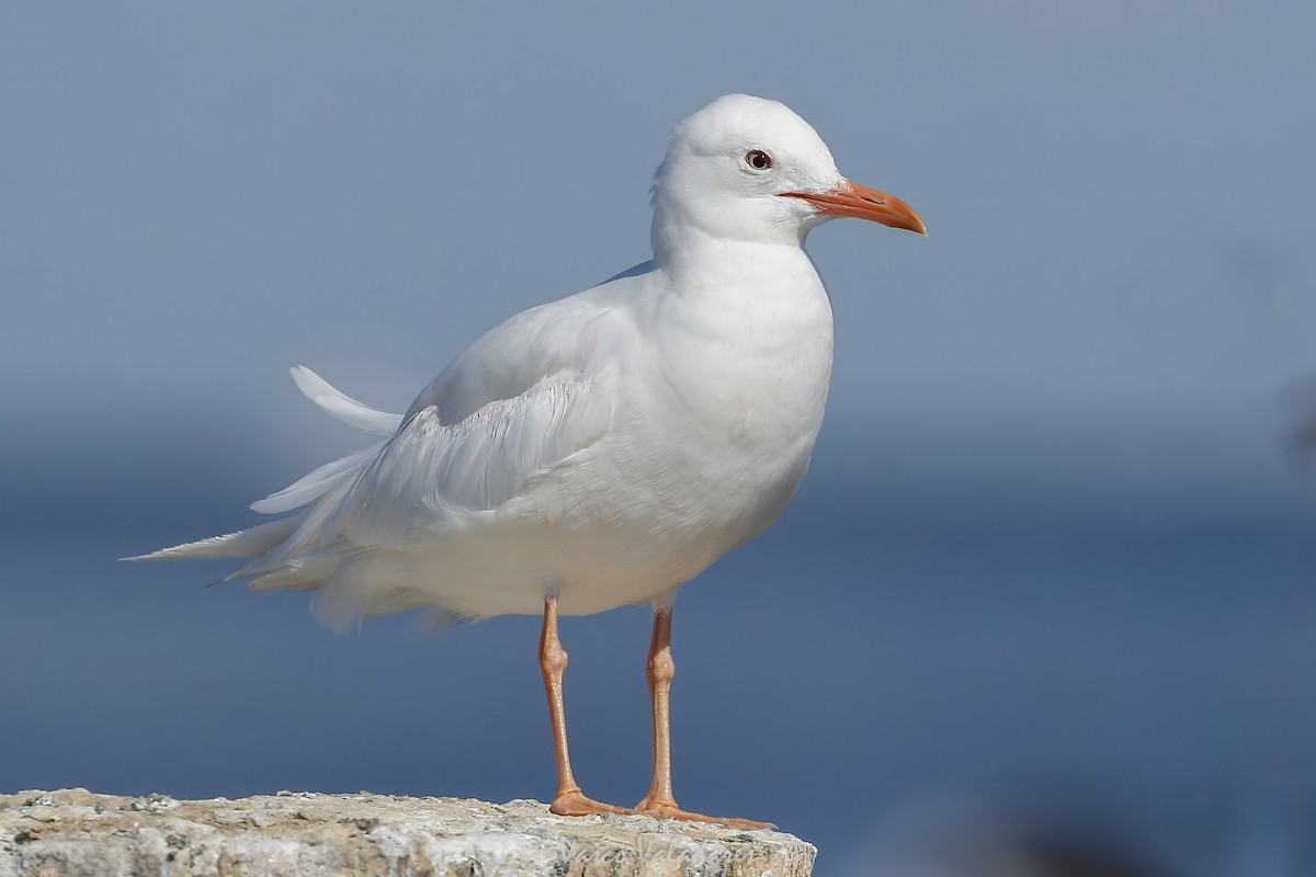 Laughing Gull - ML647749920