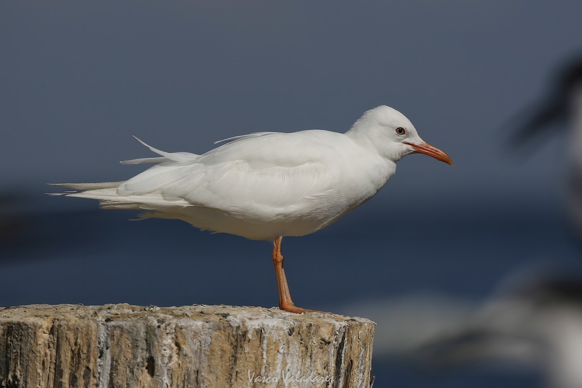 Laughing Gull - ML647749921