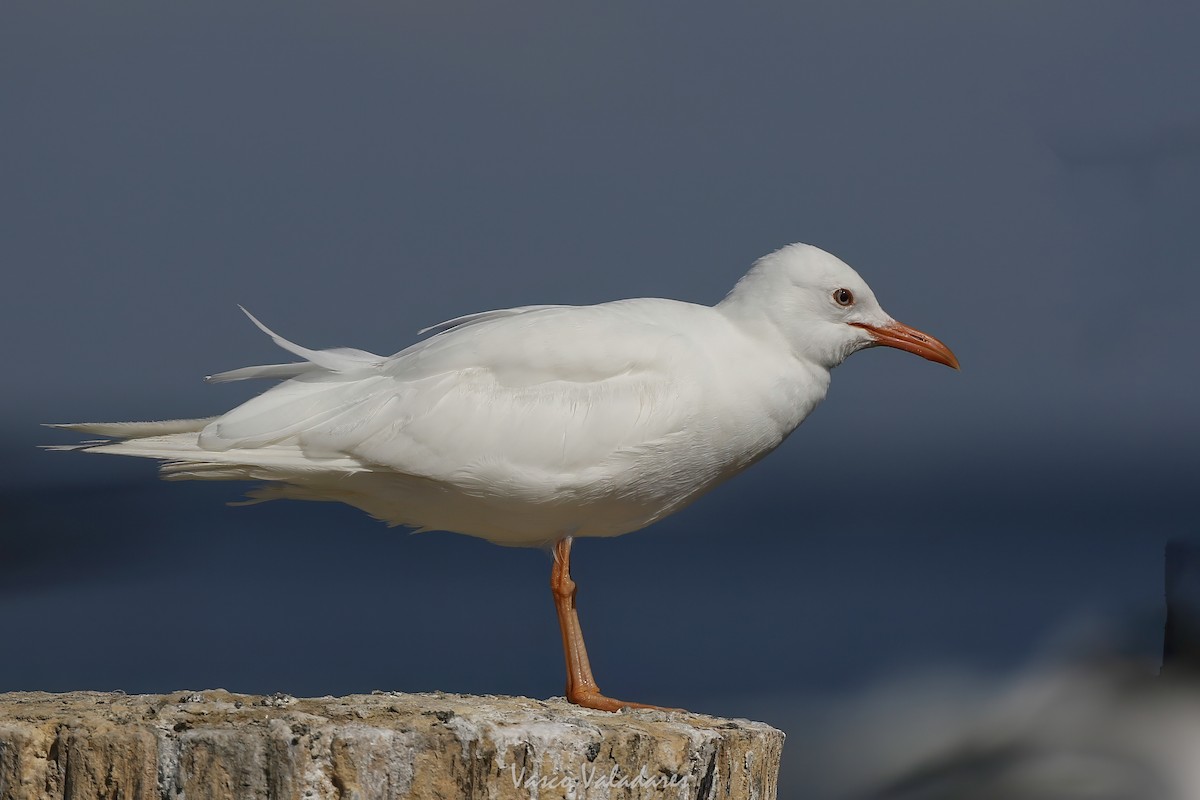 Laughing Gull - ML647749922
