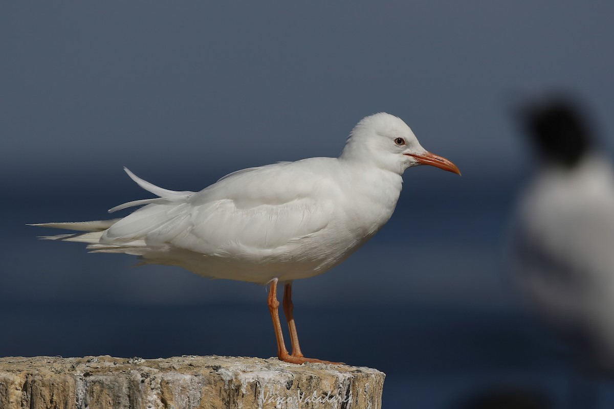 Laughing Gull - ML647749923