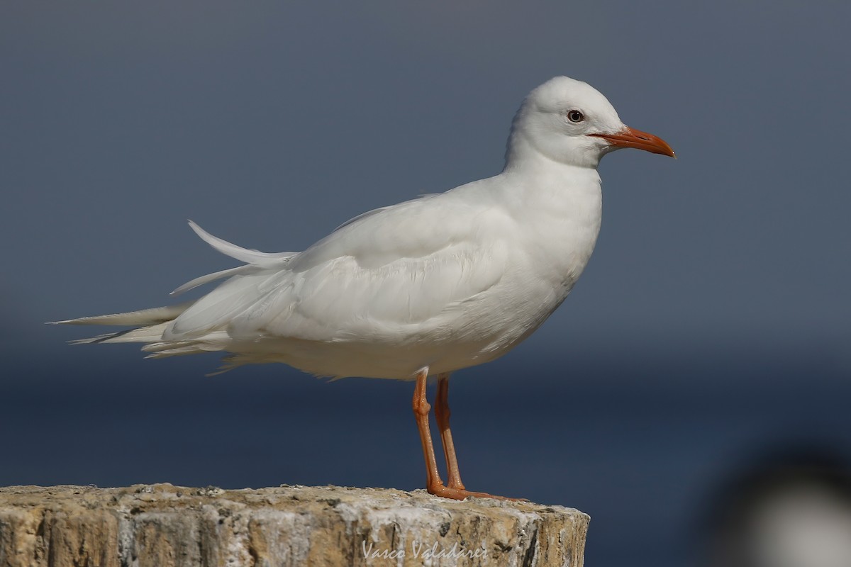 Laughing Gull - ML647749924