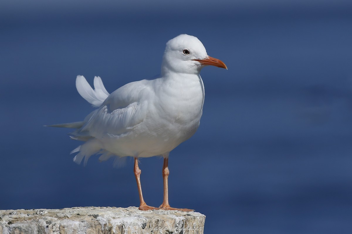 Laughing Gull - ML647749925