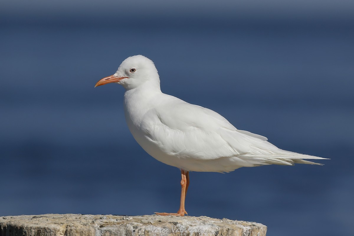 Laughing Gull - ML647749929
