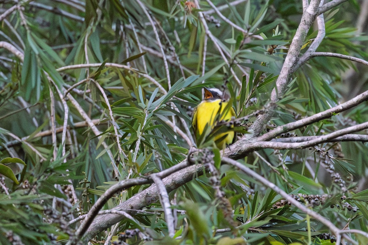 Social Flycatcher - ML647749930