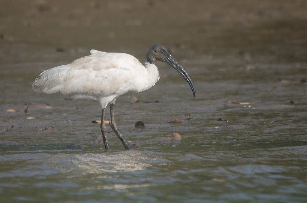 Black-headed Ibis - ML647749931