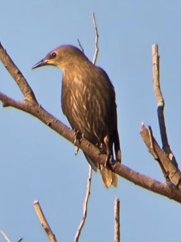 European Starling - ML647749946