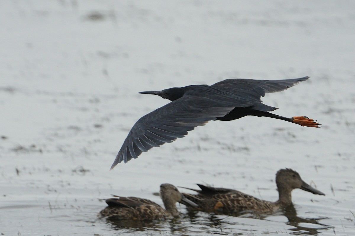 Glockenreiher - ML647749950