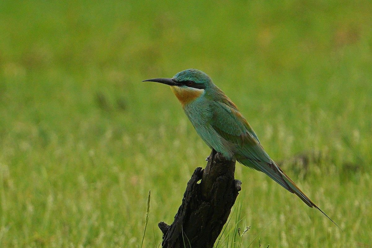 שרקרק ירוק - ML647749967
