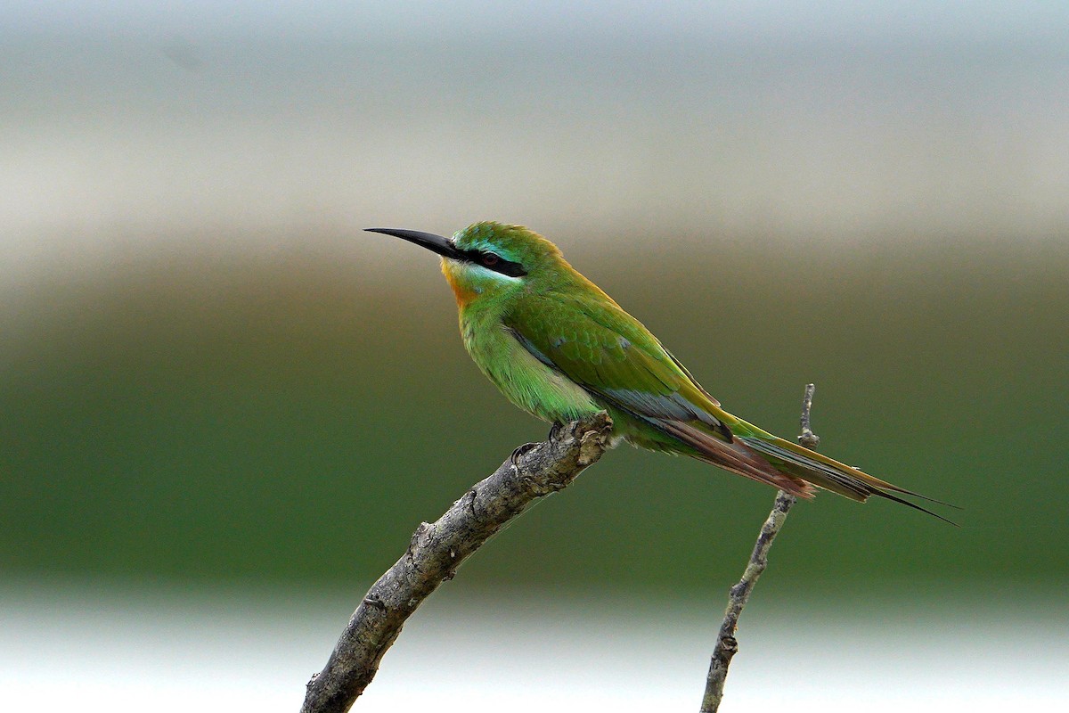שרקרק ירוק - ML647749968