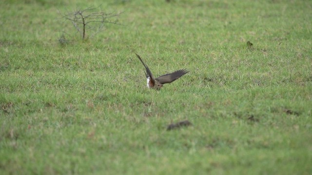 Дерихвіст лучний - ML647749987