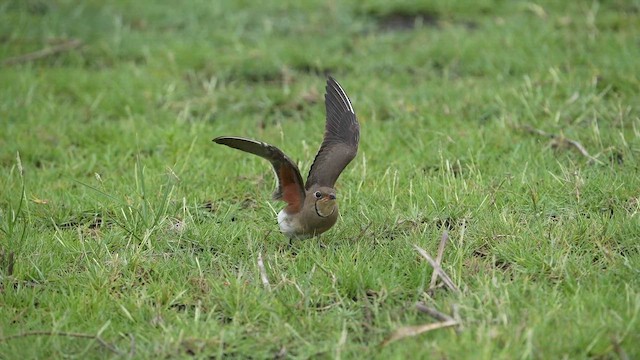 Дерихвіст лучний - ML647749988