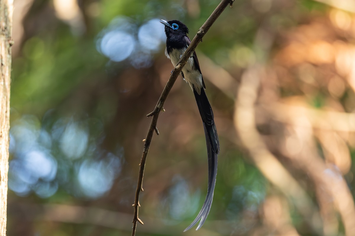 Monarca Japonés - ML647750112