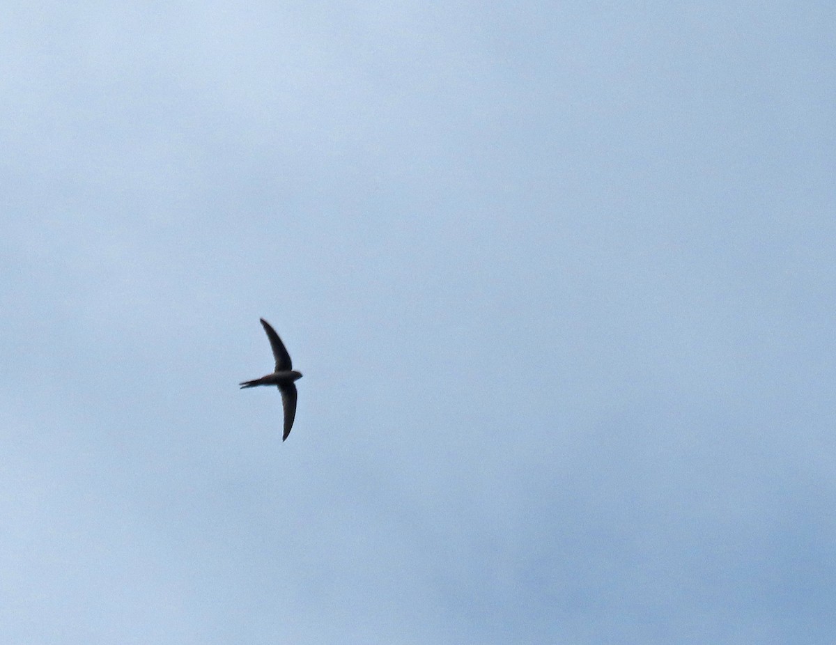 Азиатский пальмовый стриж - ML647750113