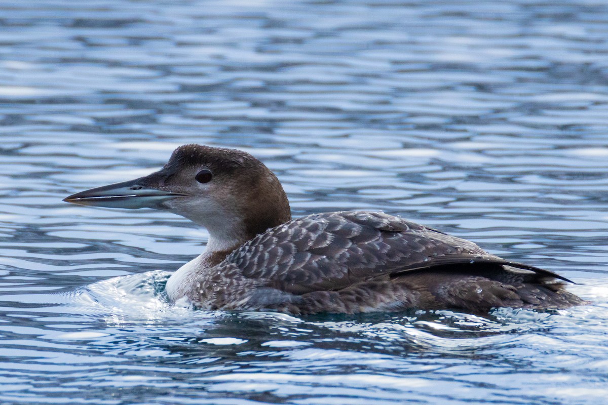 Strolaga maggiore - ML647750115