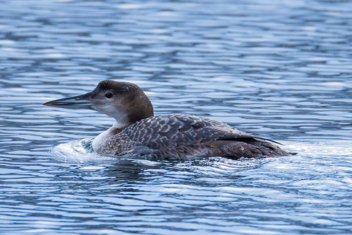 Strolaga maggiore - ML647750116