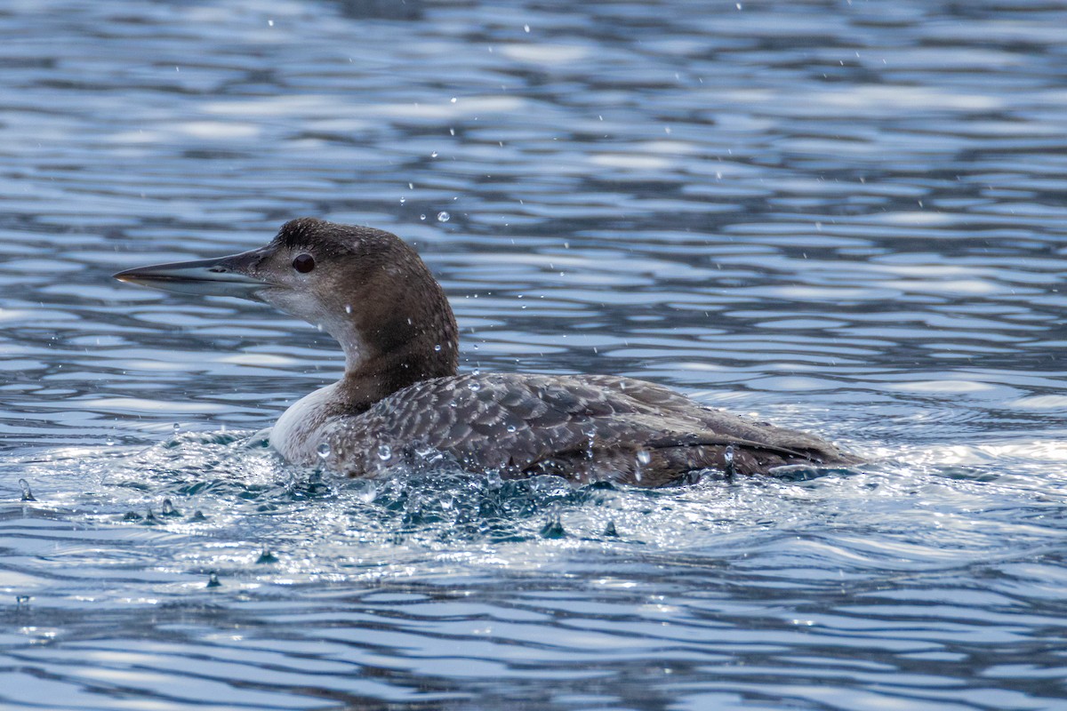 Strolaga maggiore - ML647750117