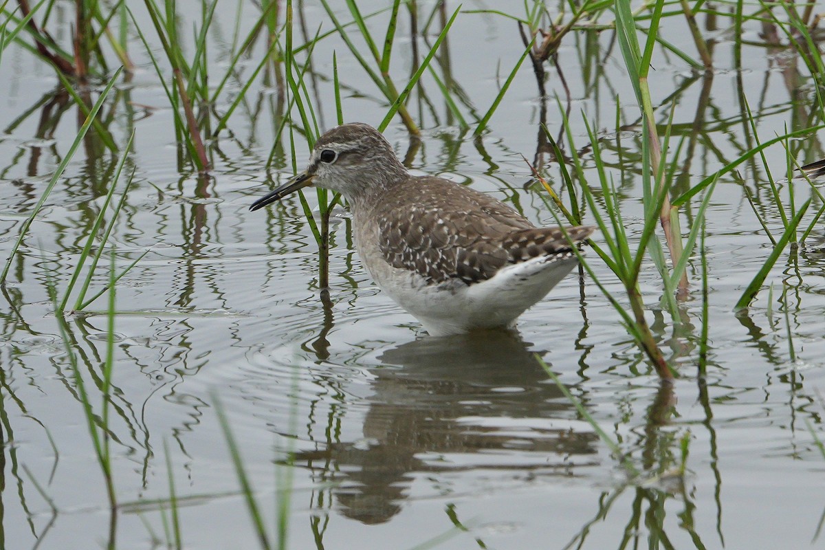 vodouš bahenní - ML647750138