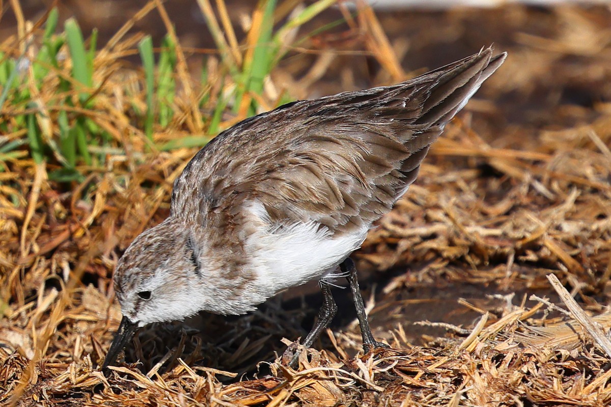 Little Stint - ML647750142