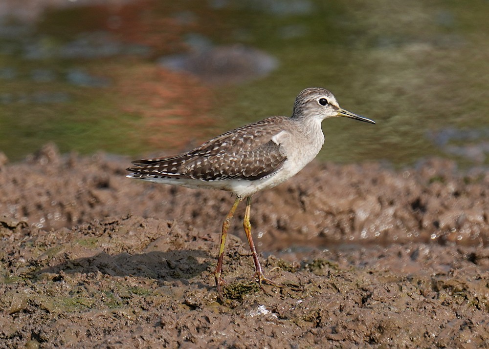 vodouš bahenní - ML647750158