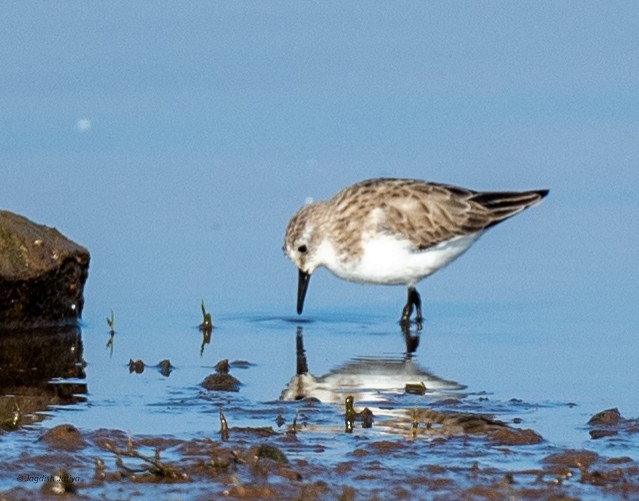 Little Stint - ML647750191