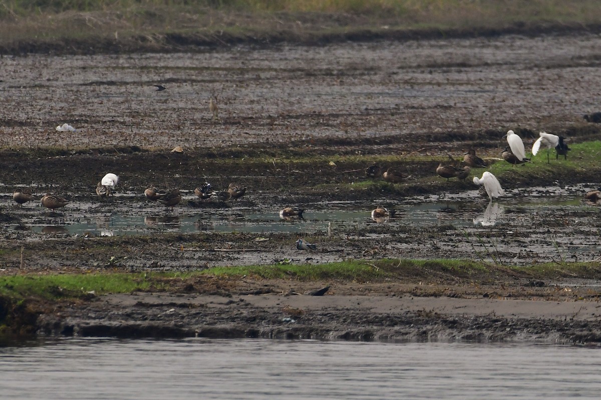 Mestolone - ML647750207