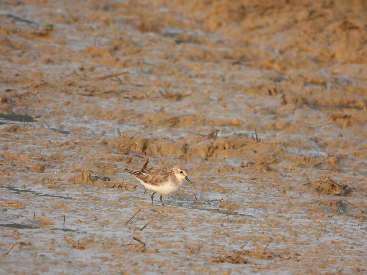Little Stint - ML647750216