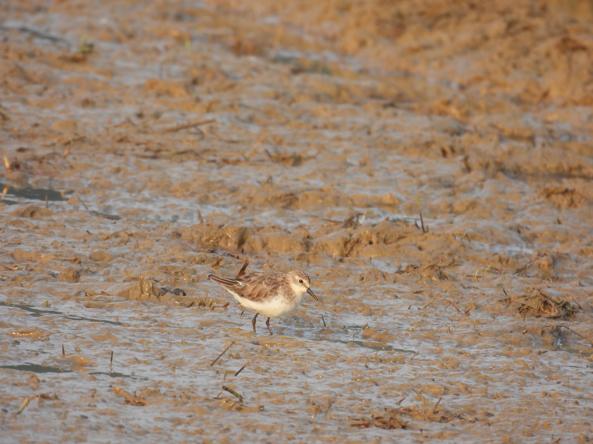 Little Stint - ML647750217