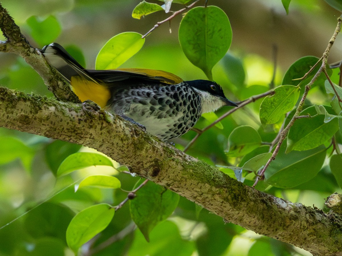 Чешуйчатый бюльбюль - ML647750229