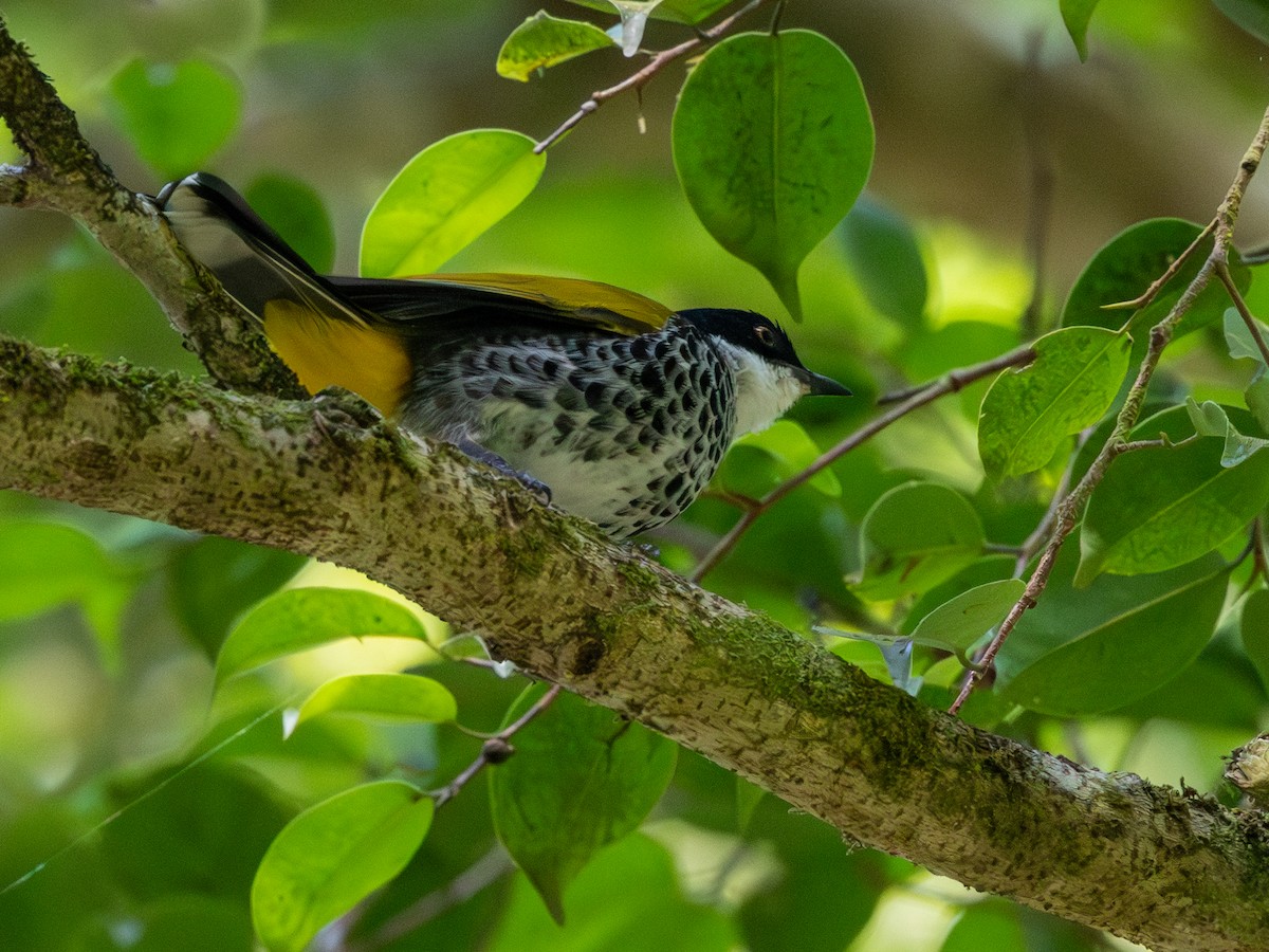 Чешуйчатый бюльбюль - ML647750230