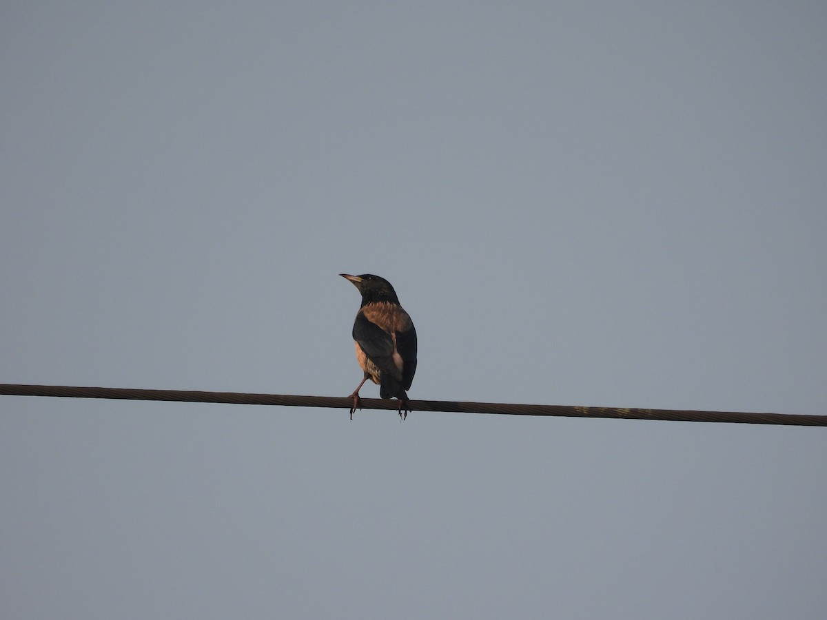 Rosy Starling - ML647750240