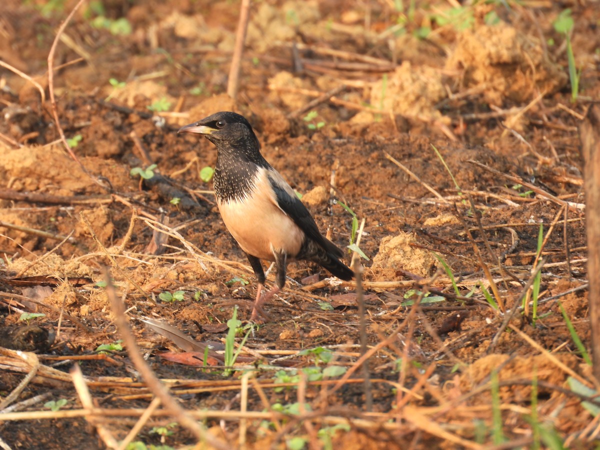 Rosy Starling - ML647750241