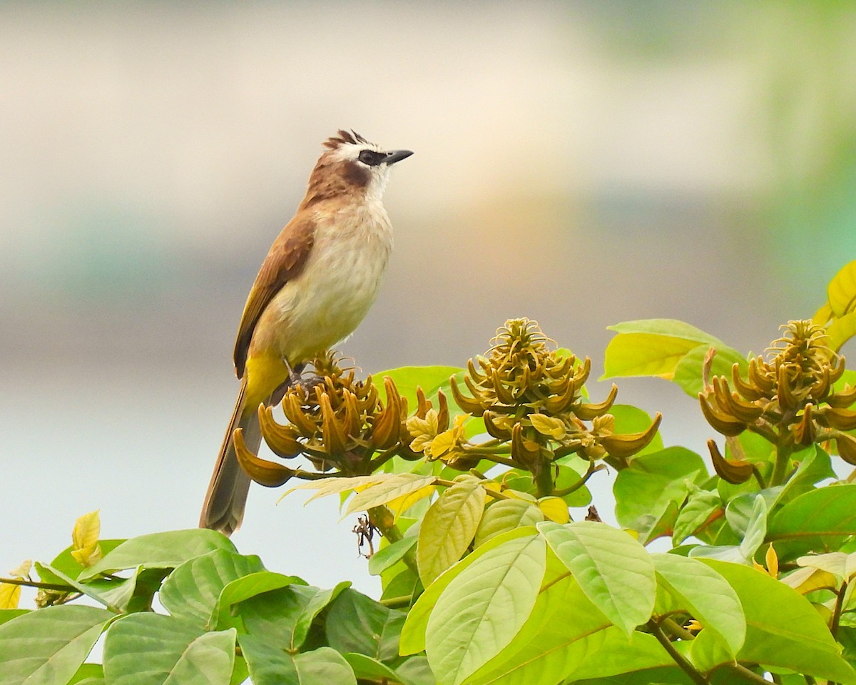 Yellow-vented Bulbul - ML647750243