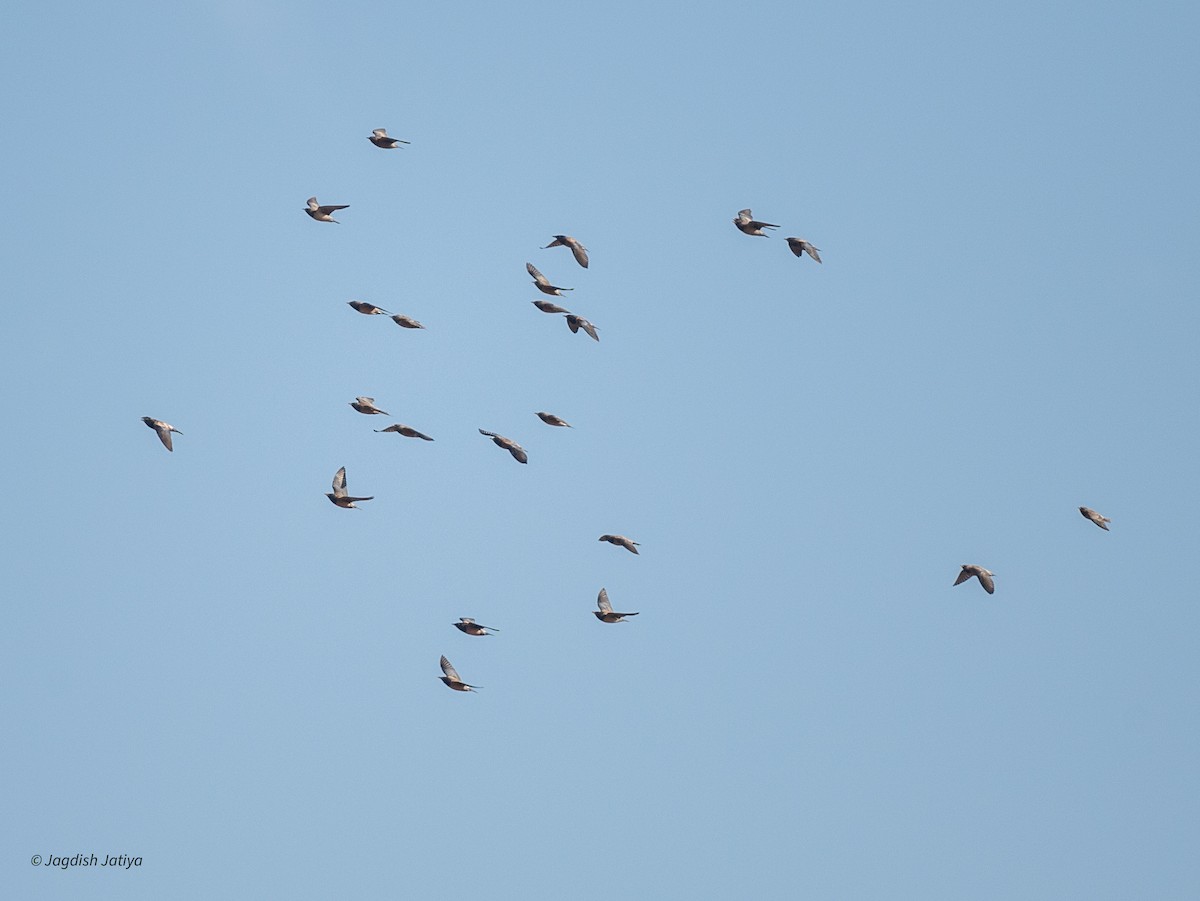 Rosy Starling - ML647750252