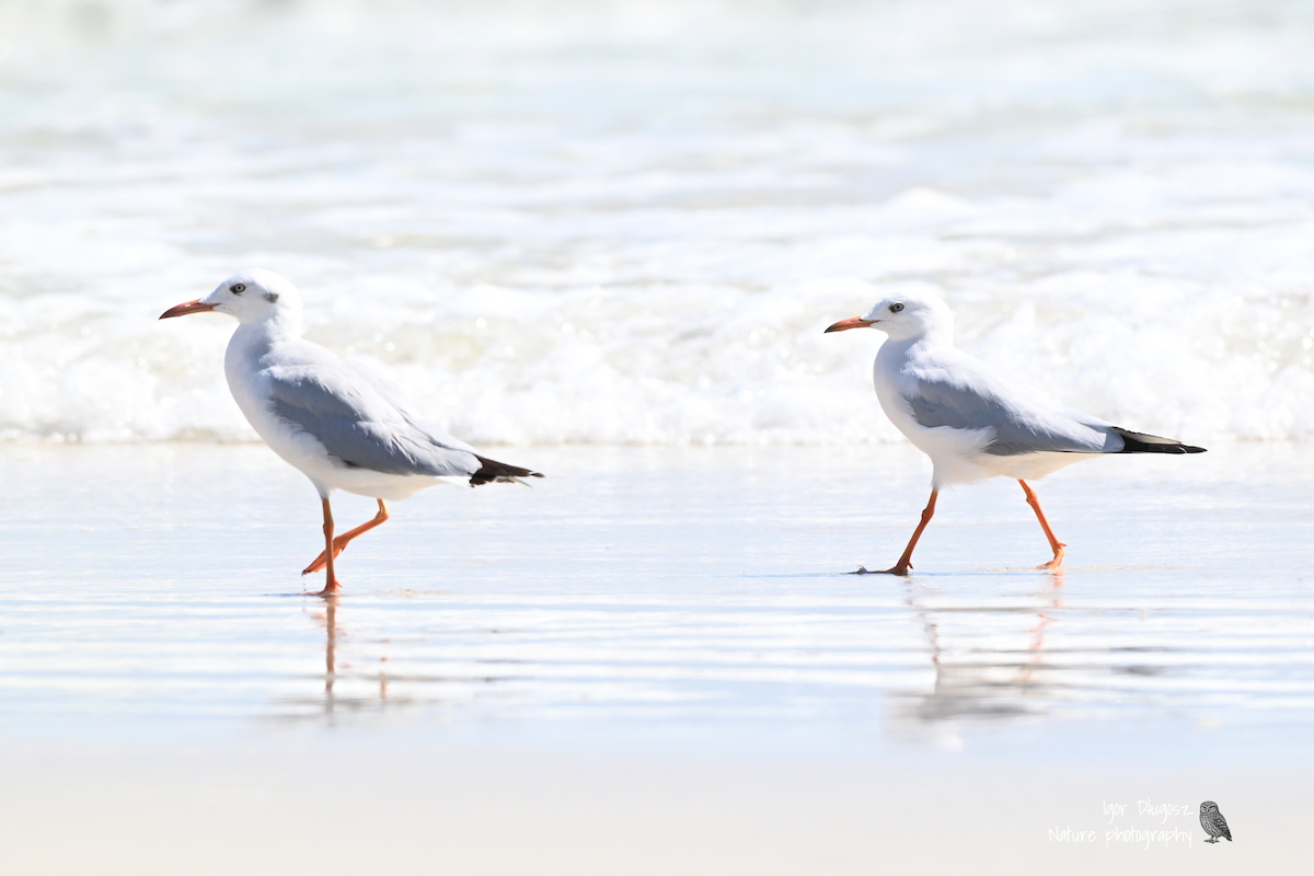 Морской голубок - ML647750255