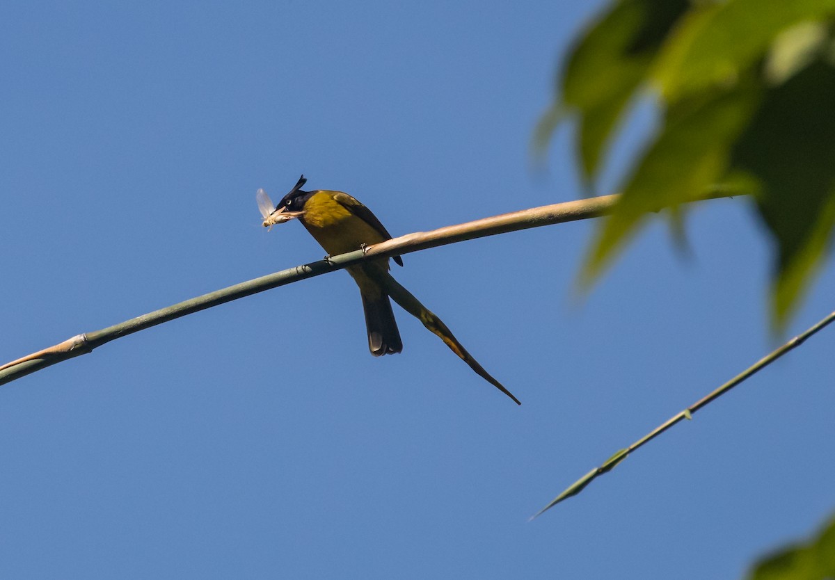 Black-crested Bulbul - ML647750257
