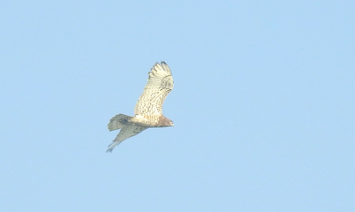 Circaète Jean-le-Blanc - ML647750263