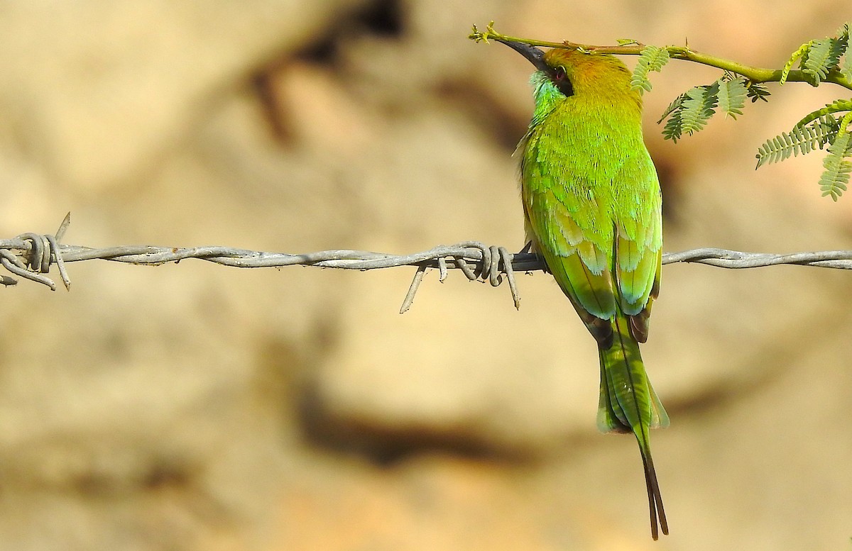 Guêpier d'Orient - ML647750264