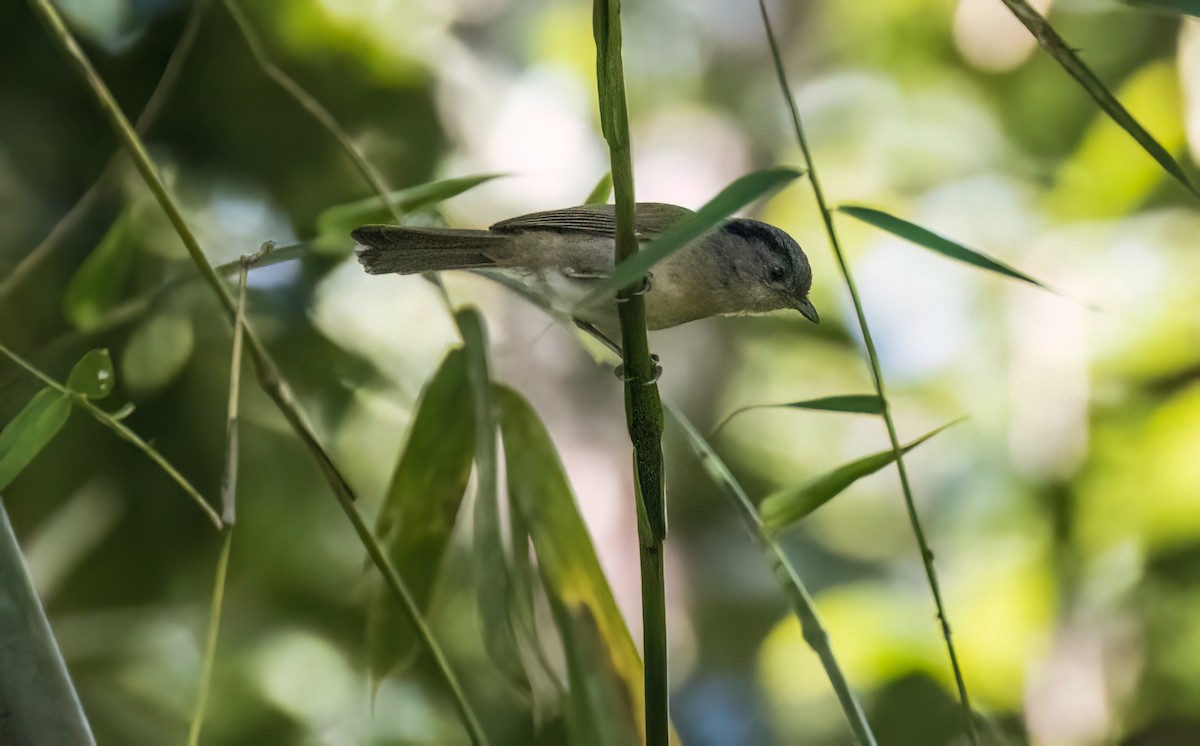 Black-browed Fulvetta - ML647750267