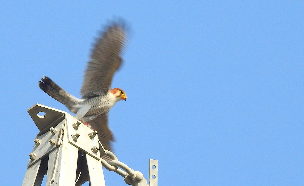 Faucon chicquera - ML647750268