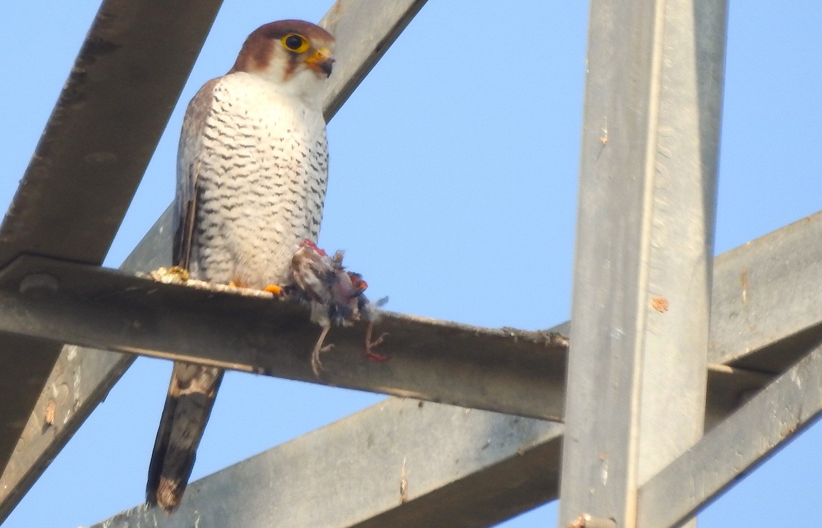 Faucon chicquera - ML647750269