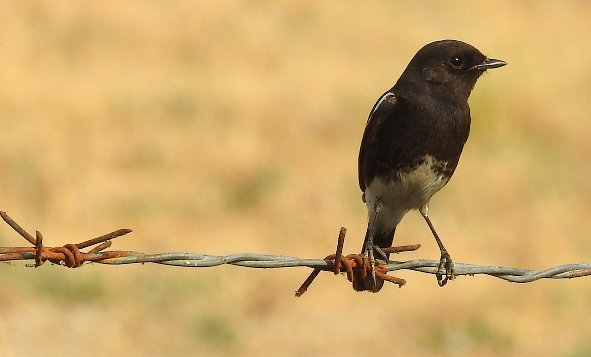 Tarier pie - ML647750281