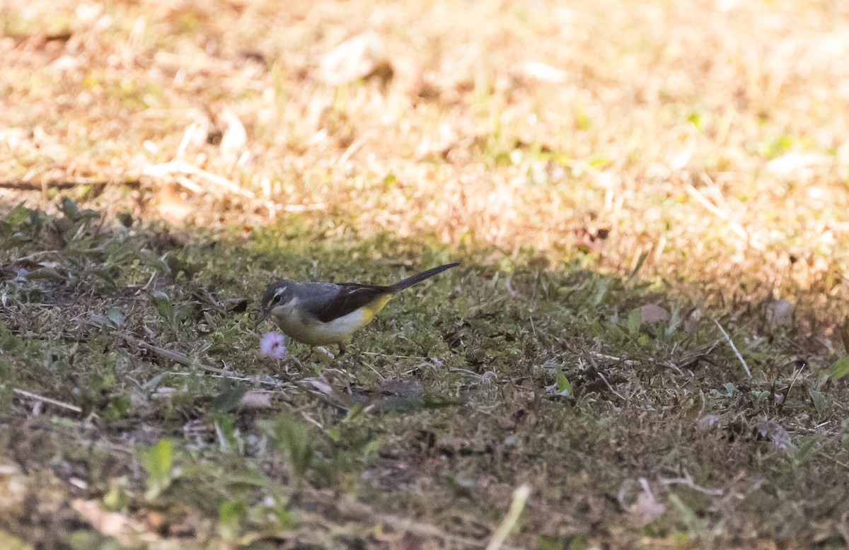 Gray Wagtail - ML647750287